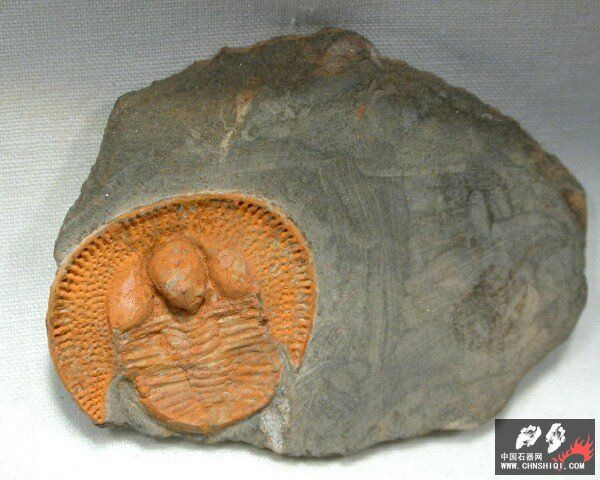 Nankinolithus Trilobite.jpg