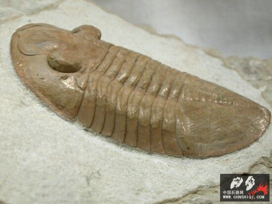 Pseudoasaphinus gostilicyensis4.jpg