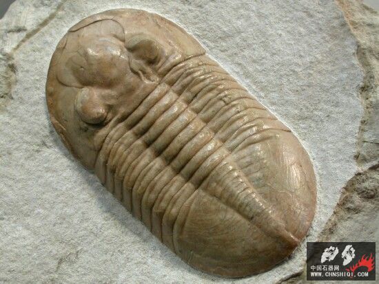 Pseudoasaphinus gostilicyensis2.jpg
