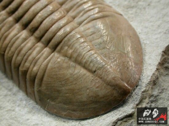 Pseudoasaphinus gostilicyensis3.jpg
