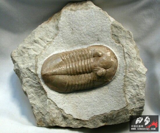 Pseudoasaphinus gostilicyensis.jpg