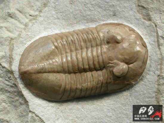 Pseudoasaphinus gostilicyensis1.jpg