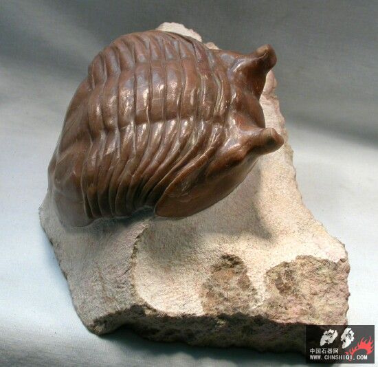 Asaphus cornutus3.jpg