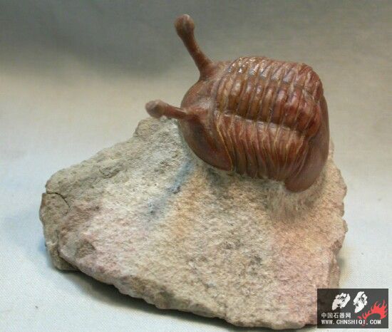Asaphus kowalewskii Russian trilobite1.jpg