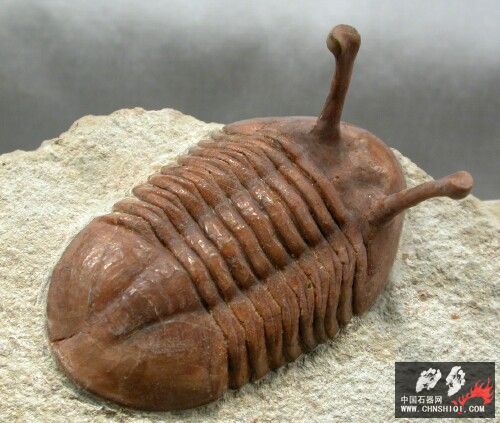 Asaphus kowalewskii Russian trilobite15.jpg