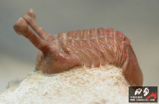 Asaphus kowalewskii Russian trilobite3.jpg