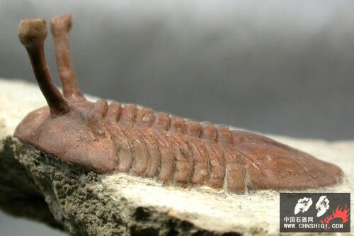 Asaphus kowalewskii Russian trilobite13.jpg