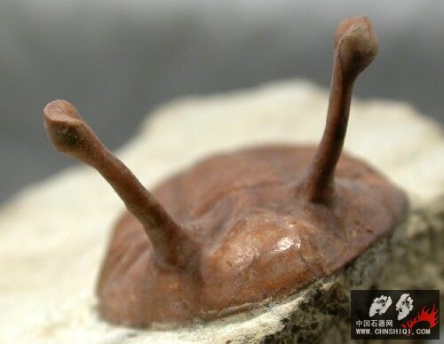 Asaphus kowalewskii Russian trilobite14.jpg