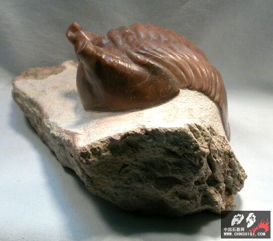 Asaphus cornutus1.jpg