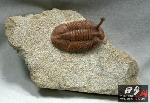 Asaphus kowalewskii Russian trilobite11.jpg