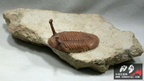Asaphus kowalewskii Russian trilobite10.jpg