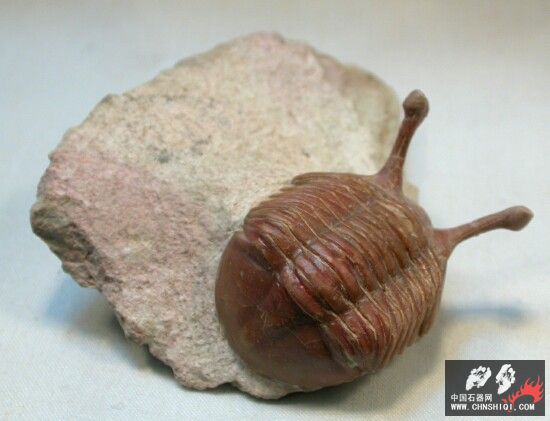 Asaphus kowalewskii Russian trilobite2.jpg