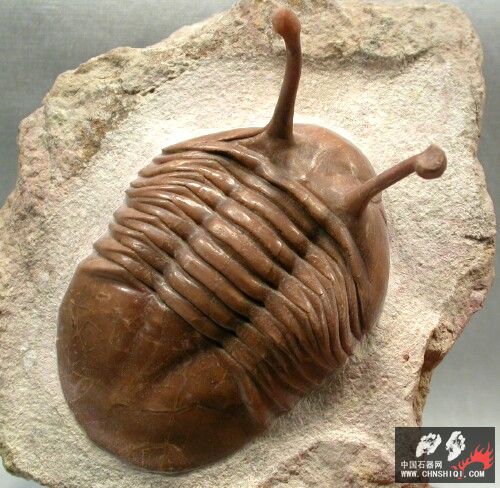 Asaphus kowalewskii 5.jpg