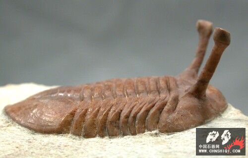 Asaphus kowalewskii Russian trilobite12.jpg