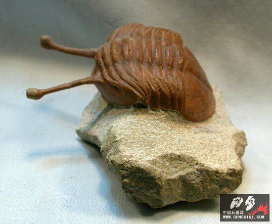 Asaphus kowalewskii Russian trilobite5.jpg