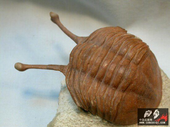 Asaphus kowalewskii Russian trilobite8.jpg