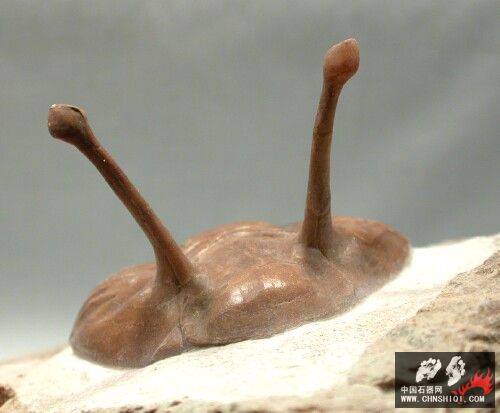 Asaphus kowalewskii 6.jpg
