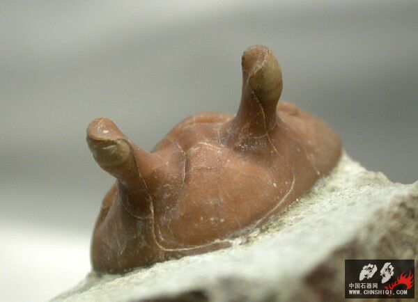 Asaphus punctatus4.jpg