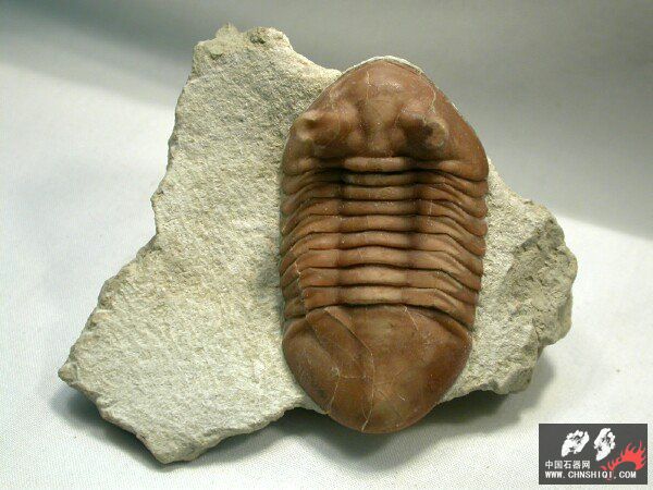 Asaphus punctatus6.jpg