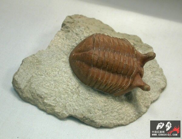 Asaphus punctatus.jpg
