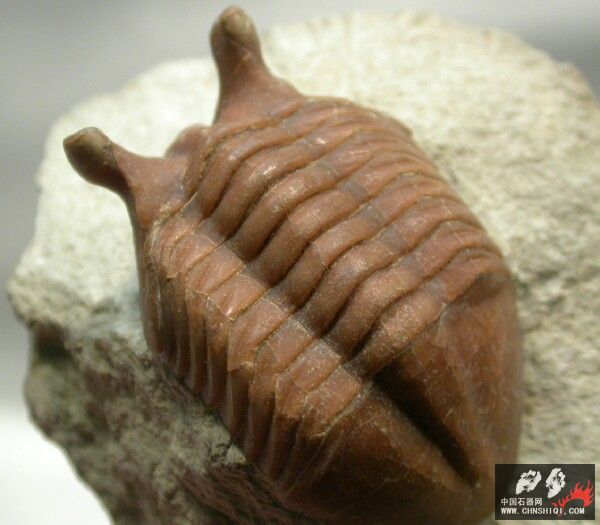 Asaphus punctatus3.jpg