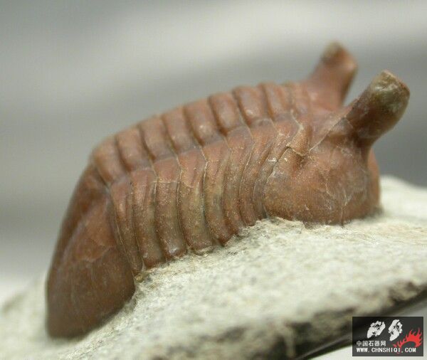 Asaphus punctatus1.jpg