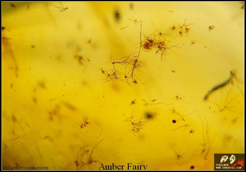amber 397_nEO_IMG.jpg