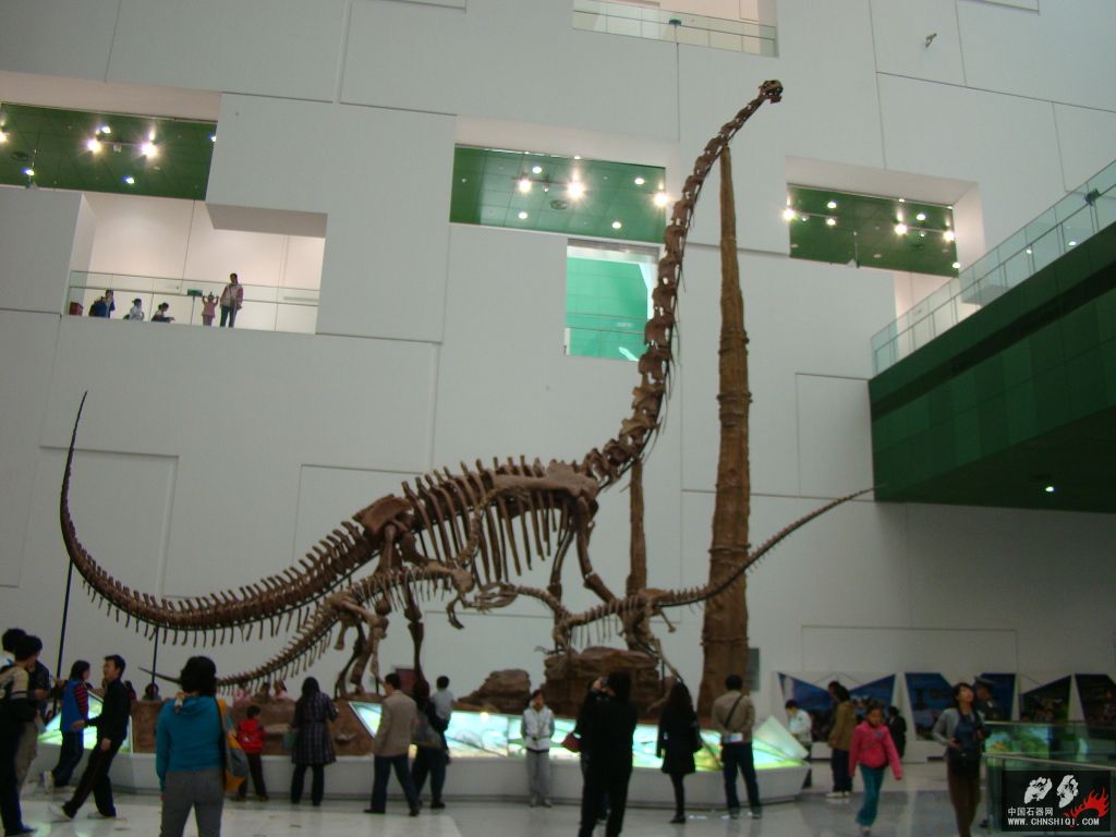 恐龙化石7.jpg