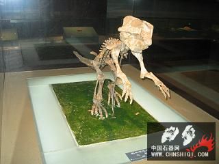 恐龙化石9.jpg