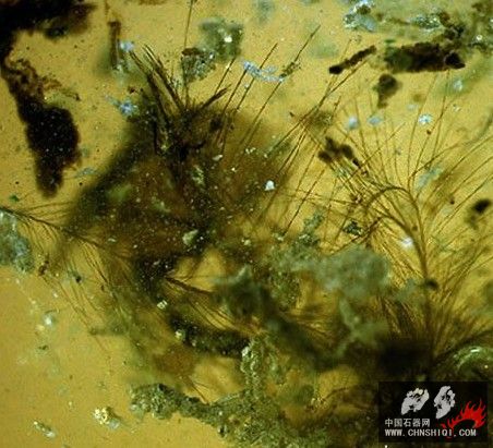 法国挖掘的一块琥珀中惊现2亿年前恐龙的羽毛.jpg