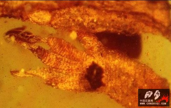 保存在琥珀中1亿年的壁虎化石脚趾2.jpg