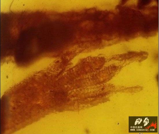 保存在琥珀中1亿年的壁虎化石脚趾1.jpg