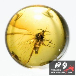 AmberAphid.jpg