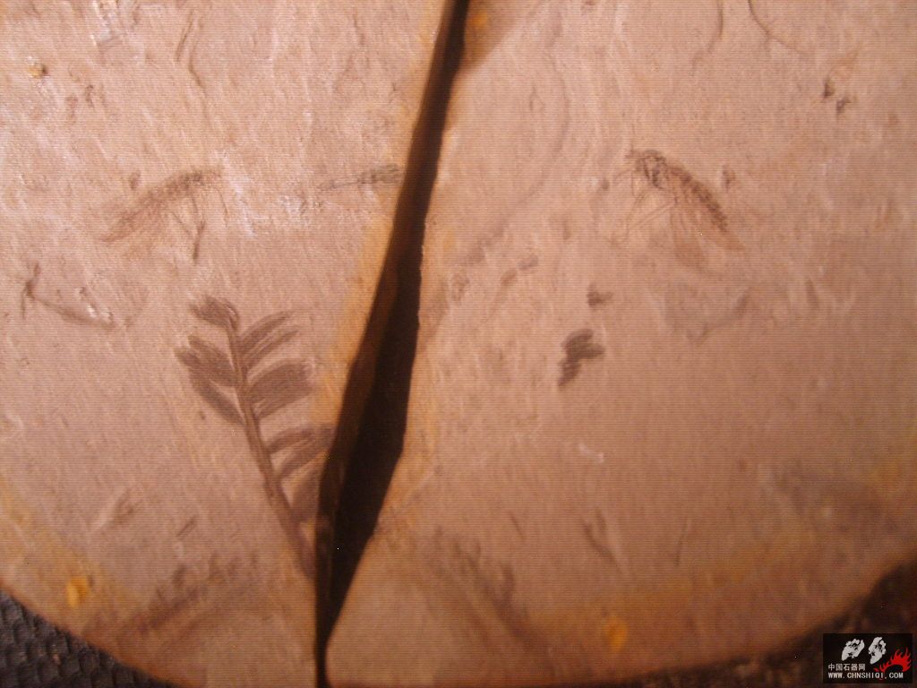 S5000102.JPG
