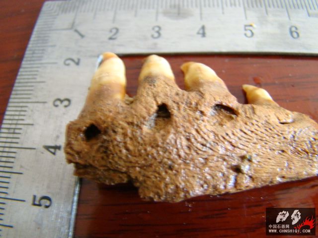 DSC03404.JPG