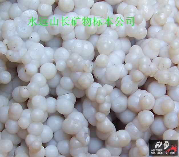 09标本4v 088.jpg