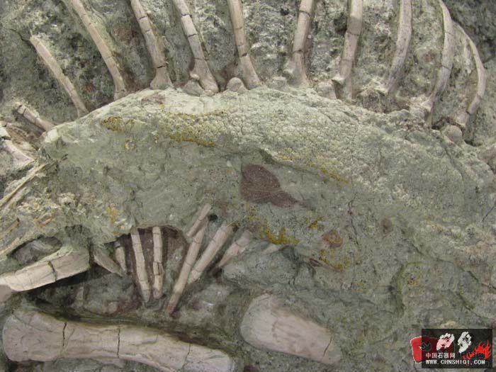 鹦鹉嘴龙的木乃伊化石，表面皮肤清晰可见，似乎还带些色泽3.jpg