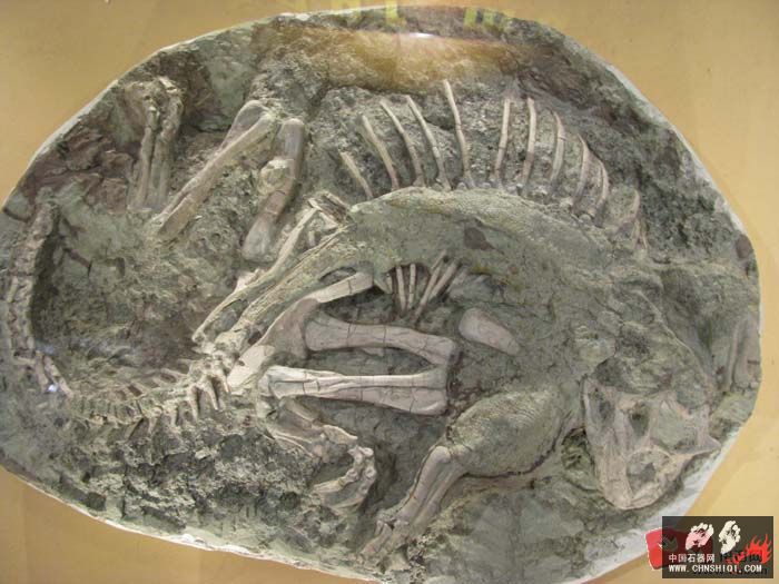 鹦鹉嘴龙的木乃伊化石，表面皮肤清晰可见，似乎还带些色泽1.jpg