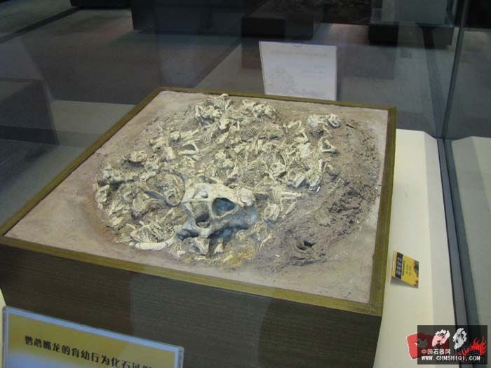 鹦鹉嘴龙骨骼化石，有个体，也有群体6.jpg