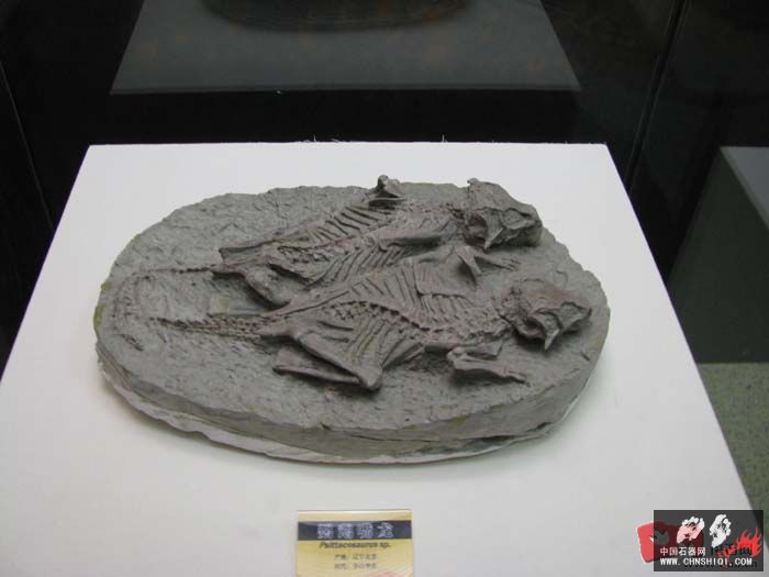 鹦鹉嘴龙骨骼化石，有个体，也有群体4.jpg