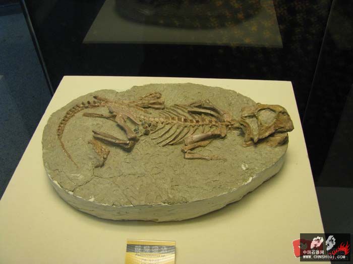 鹦鹉嘴龙骨骼化石，有个体，也有群体2.jpg
