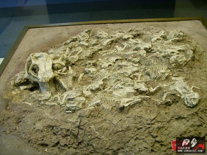 鹦鹉嘴龙骨骼化石，有个体，也有群体7.jpg