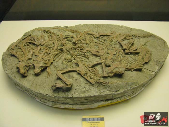 鹦鹉嘴龙骨骼化石，有个体，也有群体5.jpg