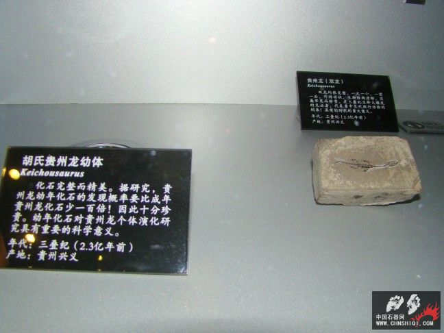 DSC01833.JPG