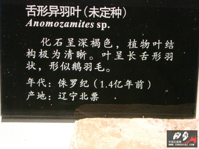 DSC01859.JPG