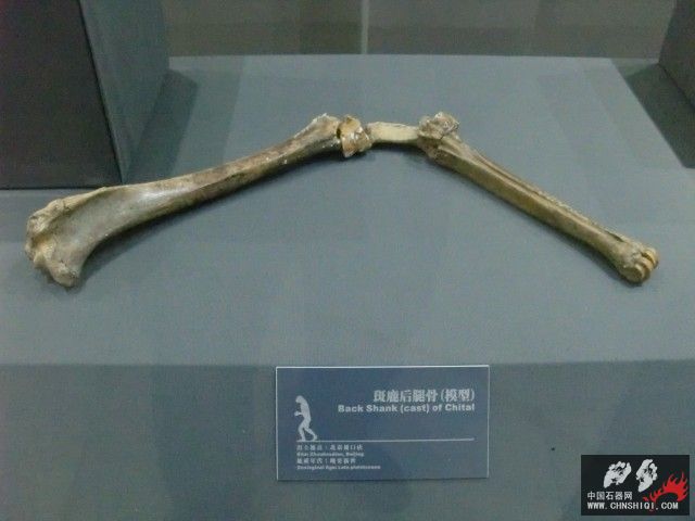 CIMG2585.JPG