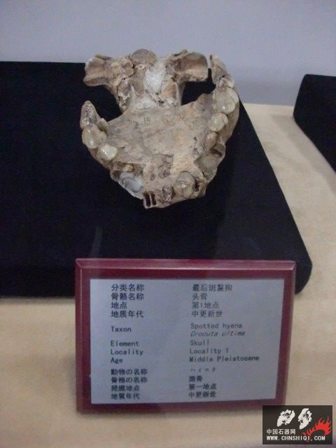 CIMG2665.JPG