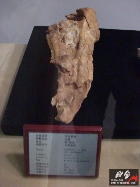 CIMG2675.JPG
