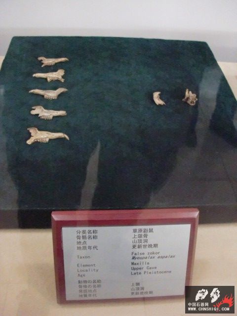 CIMG2742.JPG