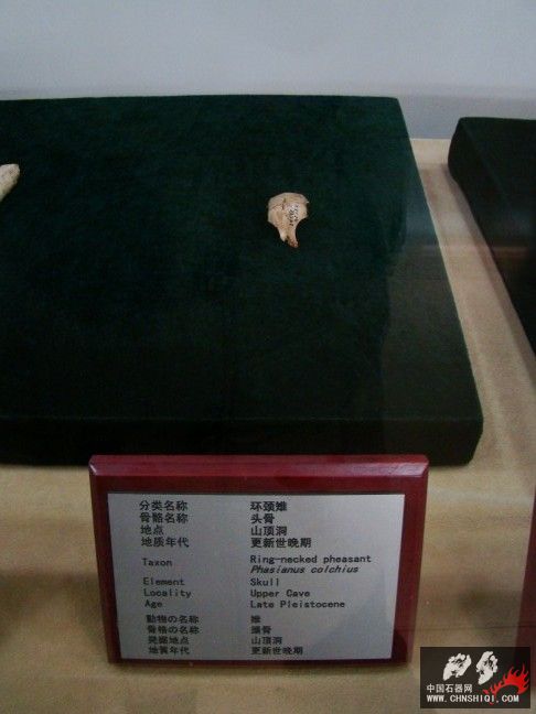 DSC00011.JPG